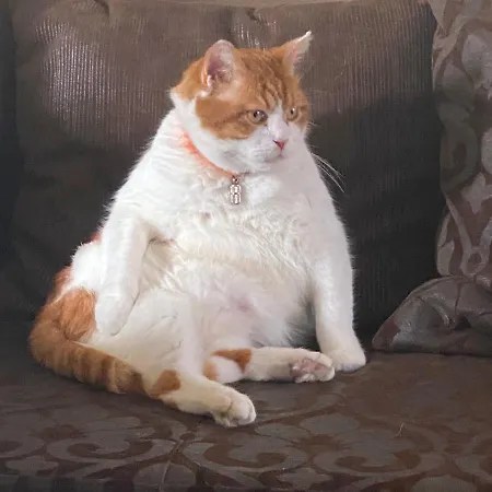 Three Korony 3* Skhidnytsia